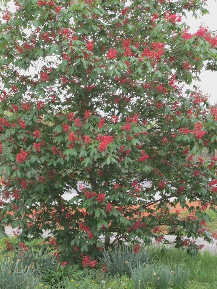 Dwarf Red Buckeye Live Plant - 4 inch Pot - Aesculus Pavia - Attracts Hummingbirds - Image 1