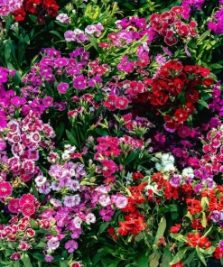 Dwarf Sweet William Flower Seeds - Mixed Colors Dianthus Barbatus - 100 Seeds - Image 10