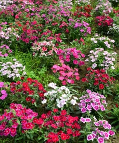 Dwarf Sweet William Flower Seeds - Mixed Colors Dianthus Barbatus - 100 Seeds - Image 11