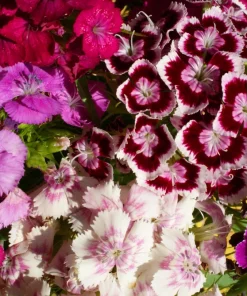 Dwarf Sweet William Flower Seeds - Mixed Colors Dianthus Barbatus - 100 Seeds - Image 2