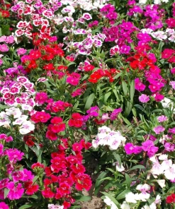 Dwarf Sweet William Flower Seeds - Mixed Colors Dianthus Barbatus - 100 Seeds - Image 3