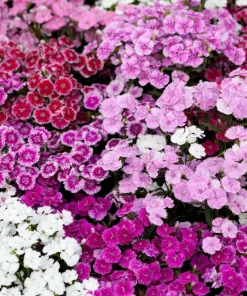 Dwarf Sweet William Flower Seeds - Mixed Colors Dianthus Barbatus - 100 Seeds - Image 4