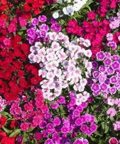 Dwarf Sweet William Flower Seeds - Mixed Colors Dianthus Barbatus - 100 Seeds - Image 5