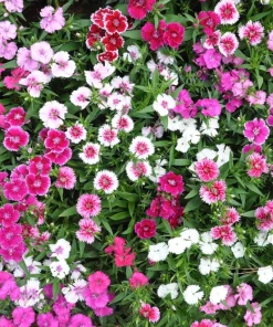 Dwarf Sweet William Flower Seeds - Mixed Colors Dianthus Barbatus - 100 Seeds - Image 6