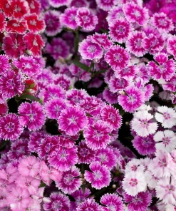 Dwarf Sweet William Flower Seeds - Mixed Colors Dianthus Barbatus - 100 Seeds - Image 7