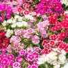 Dwarf Sweet William Flower Seeds - Mixed Colors Dianthus Barbatus - 100 Seeds - Image 1