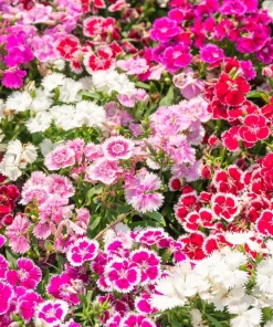 Dwarf Sweet William Flower Seeds - Mixed Colors Dianthus Barbatus - 100 Seeds - Image 1