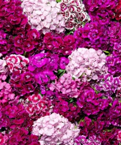 Dwarf Sweet William Flower Seeds - Mixed Colors Dianthus Barbatus - 100 Seeds - Image 8