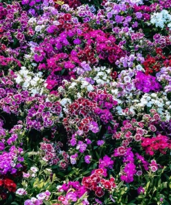 Dwarf Sweet William Flower Seeds - Mixed Colors Dianthus Barbatus - 100 Seeds - Image 9