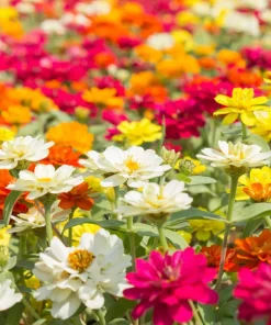 Dwarf Thumbelina Zinnia Seeds - Mixed Colors, 150 Seeds for Full Sun - Image 2
