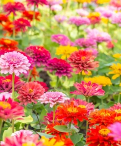 Dwarf Thumbelina Zinnia Seeds - Mixed Colors, 150 Seeds for Full Sun - Image 3