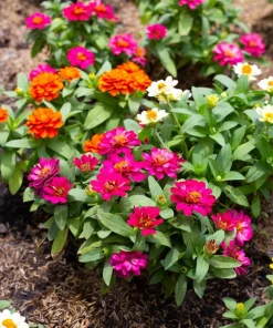 Dwarf Thumbelina Zinnia Seeds - Mixed Colors, 150 Seeds for Full Sun - Image 4