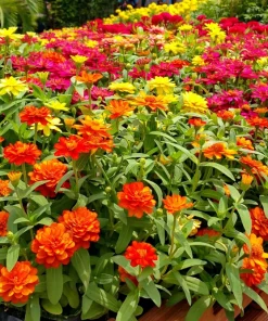 Dwarf Thumbelina Zinnia Seeds - Mixed Colors, 150 Seeds for Full Sun - Image 5