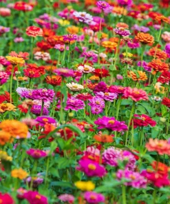 Dwarf Thumbelina Zinnia Seeds - Mixed Colors, 150 Seeds for Full Sun - Image 6