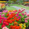 Dwarf Thumbelina Zinnia Seeds - Mixed Colors, 150 Seeds for Full Sun - Image 1