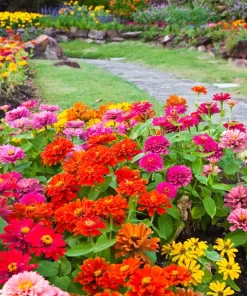 Dwarf Thumbelina Zinnia Seeds - Mixed Colors, 150 Seeds for Full Sun - Image 1