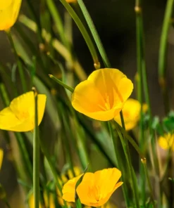 Dwarf Yellow California Poppy Seeds - Eschscholzia Caespitosa - 1000 Seeds - Image 4