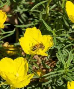 Dwarf Yellow California Poppy Seeds - Eschscholzia Caespitosa - 1000 Seeds - Image 5