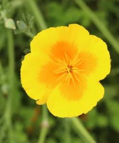 Dwarf Yellow California Poppy Seeds - Eschscholzia Caespitosa - 1000 Seeds - Image 6