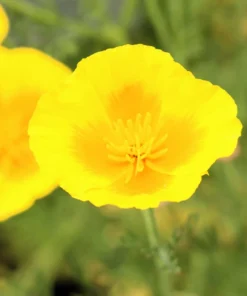 Dwarf Yellow California Poppy Seeds - Eschscholzia Caespitosa - 1000 Seeds - Image 7