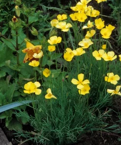 Dwarf Yellow California Poppy Seeds - Eschscholzia Caespitosa - 1000 Seeds - Image 8