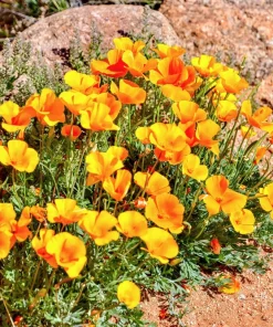 Dwarf Yellow California Poppy Seeds - Eschscholzia Caespitosa - 1000 Seeds - Image 9