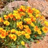 Dwarf Yellow California Poppy Seeds - Eschscholzia Caespitosa - 1000 Seeds - Image 1