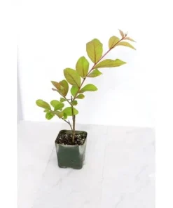 Dynamite Crape Myrtle Live Plant - 2 Red Flowering Shrubs, 8-18