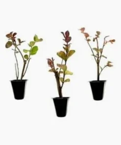 Dynamite Crape Myrtle Live Plant - 2 Red Flowering Shrubs, 8-18