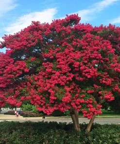 Dynamite Crape Myrtle Live Plant - 2 Red Flowering Shrubs, 8-18