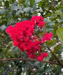 Dynamite Crape Myrtle Live Plant - 2 Red Flowering Shrubs, 8-18