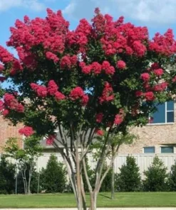 Dynamite Crape Myrtle Live Plant - 2 Red Flowering Shrubs, 8-18