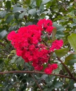 Dynamite Crape Myrtle Live Plant 8-18