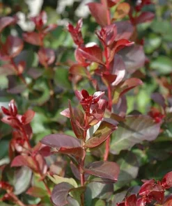 Dynamite Crape Myrtle Live Plant 8-18