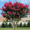 Dynamite Crape Myrtle Live Plant 8-18" Tall - Red Flowering Shrub - Image 1