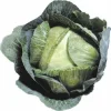 Early Jersey Wakefield Cabbage Seeds - 500 Count - Fast Growing Vegetable - Image 1