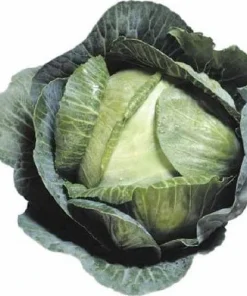 Early Jersey Wakefield Cabbage Seeds - 500 Count - Fast Growing Vegetable - Image 1