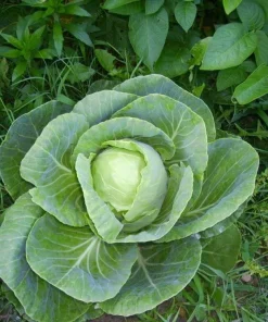 Early Jersey Wakefield Cabbage Seeds - 500 Count - Fast Growing Vegetable - Image 2