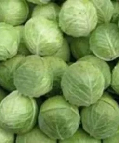 Early Jersey Wakefield Cabbage Seeds - 500 Count - Fast Growing Vegetable - Image 3