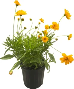 Early Sunrise Coreopsis Live Plant – Gallon Pot – AAS Gold Medal Perennial - Image 2