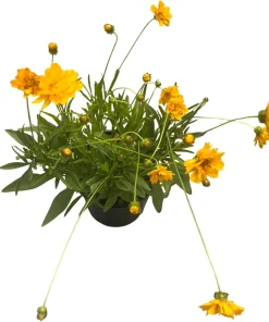 Early Sunrise Coreopsis Live Plant – Gallon Pot – AAS Gold Medal Perennial - Image 3