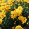 Early Sunrise Coreopsis Live Plant – Gallon Pot – AAS Gold Medal Perennial - Image 1