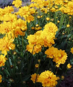 Early Sunrise Coreopsis Live Plant – Gallon Pot – AAS Gold Medal Perennial - Image 1