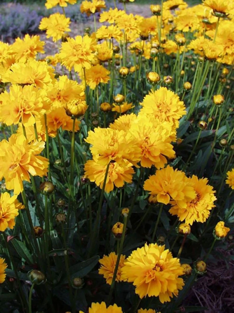Early Sunrise Coreopsis Live Plant – Gallon Pot – AAS Gold Medal Perennial - Image 1