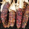 Earth Tones Ornamental Dent Corn Seeds - 100 Heirloom Seeds for Fall Displays - Image 1