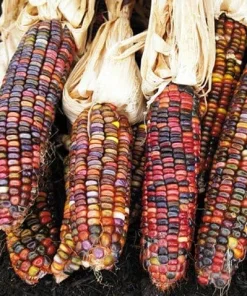 Earth Tones Ornamental Dent Corn Seeds - 100 Heirloom Seeds for Fall Displays - Image 1