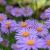 East Indies Aster Tongolensis Flower Seeds - 50 Violet Blue Petals - Image 1