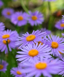East Indies Aster Tongolensis Flower Seeds - 50 Violet Blue Petals - Image 1