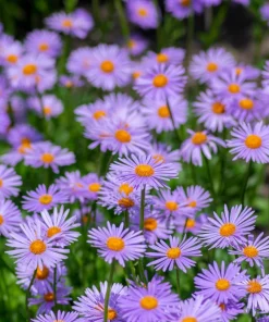 East Indies Aster Tongolensis Flower Seeds - 50 Violet Blue Petals - Image 2