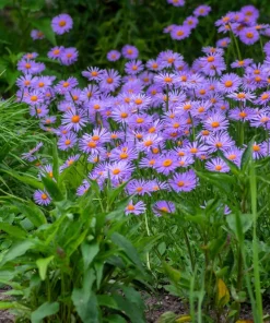 East Indies Aster Tongolensis Flower Seeds - 50 Violet Blue Petals - Image 3